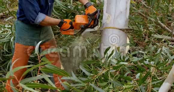 伐木工人砍倒了一棵树视频的预览图