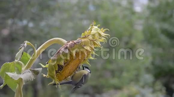 鸟啄葵花籽两点小空间视频的预览图