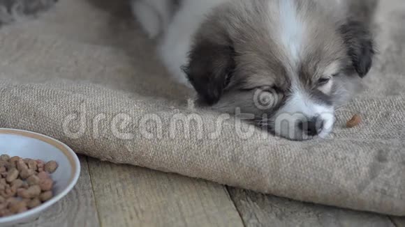 可怜的无家可归的小狗睡在一盘饲料旁边就在一块麻布上特写视频的预览图