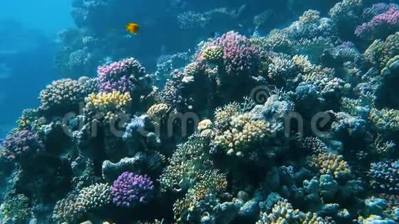 在五颜六色的珊瑚礁附近移动视频的预览图