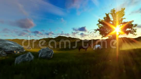 两匹马在绿色的草地和生命之树上美丽的阳光视频的预览图