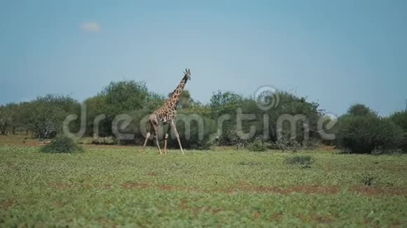 美丽的风景长颈鹿在阳光明媚的一天走在非洲的绿色田野上视频的预览图
