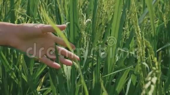 在稻田里雌性的手在触摸一种正在生长的未成熟的水稻视频的预览图