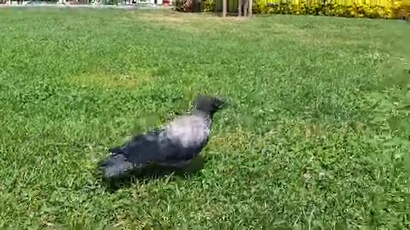 小乌鸦在草地上散步视频的预览图