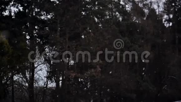 降雪期间的冬季针叶林松树覆盖着雪雪花慢慢飘落视频的预览图