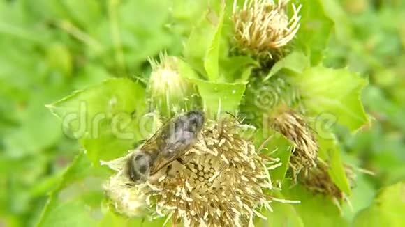 夏天蓟花上的蜜蜂视频的预览图