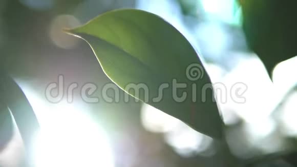 热带树叶超级特写树叶和天空模糊的背景太阳眩光视频的预览图