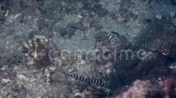 菲律宾野生动物海洋中的海视频的预览图