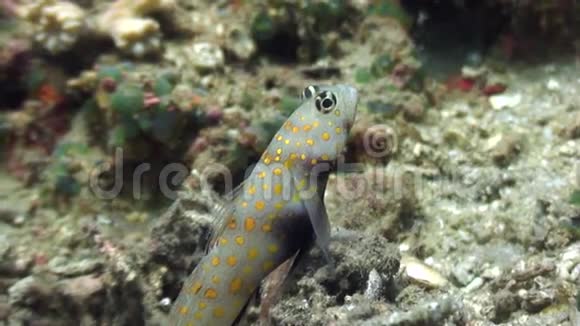在深海海底寻找食物的黄斑鱼视频的预览图