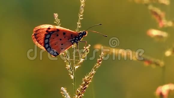 一只蝴蝶坐在风中的野花上视频的预览图