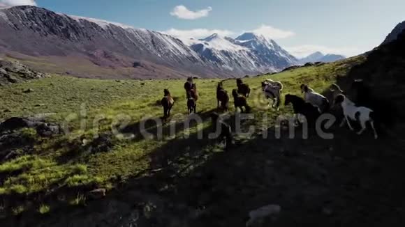 野马奔跑在背景山的草原上奔跑的马群日落视频的预览图