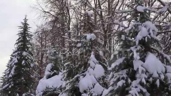 沿着傍晚冬季公园的大道走摄像机沿着杉树移动覆盖着一大块雪来自视频的预览图