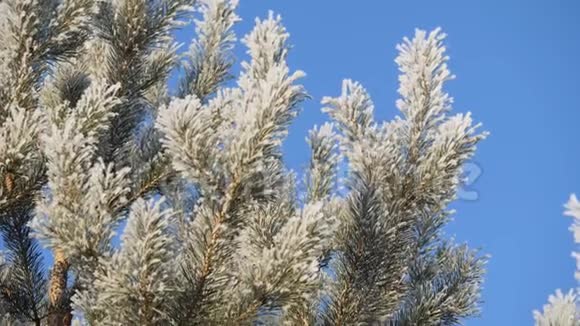 松枝覆雪衬蓝天视频的预览图