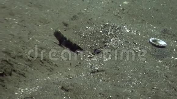 在菲律宾野生动物海洋中的海底海洋哥比藏身视频的预览图
