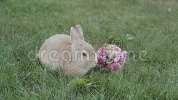 小兔子坐在草地上靠近一束鲜花视频的预览图