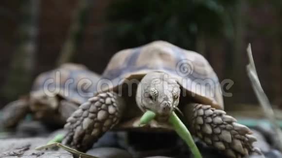 关闭海龟喂食视频的预览图