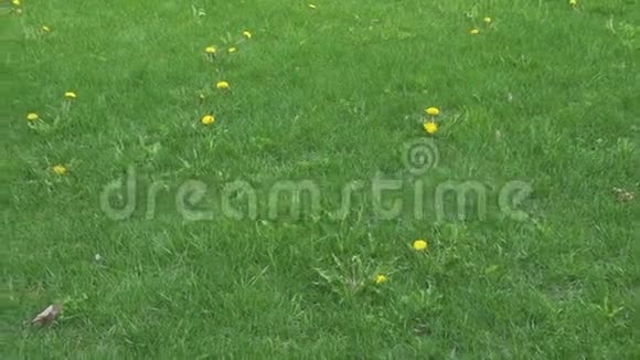 绿色草地上盛开的蒲公英视频的预览图