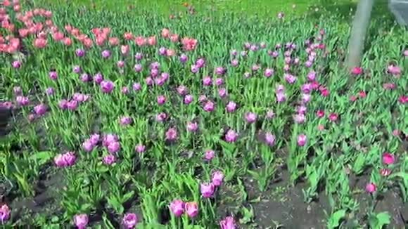 美丽的春天公园覆盖着新鲜的花朵粉红色和紫色的郁金香视频的预览图