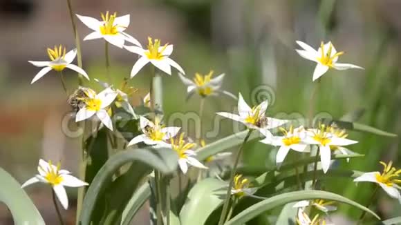 昆虫飞过花朵视频的预览图