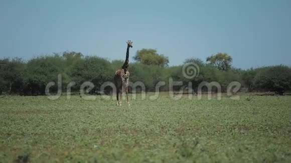 美丽的长颈鹿在阳光明媚的日子里走在非洲的绿色田野上视频的预览图