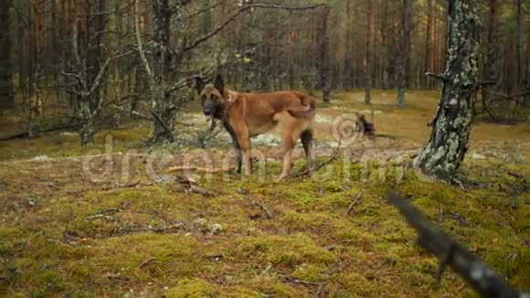 在森林里户外的比利时牧羊犬视频的预览图