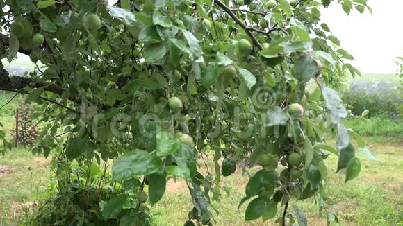 夏季花园雨天苹果树树枝4K视频的预览图
