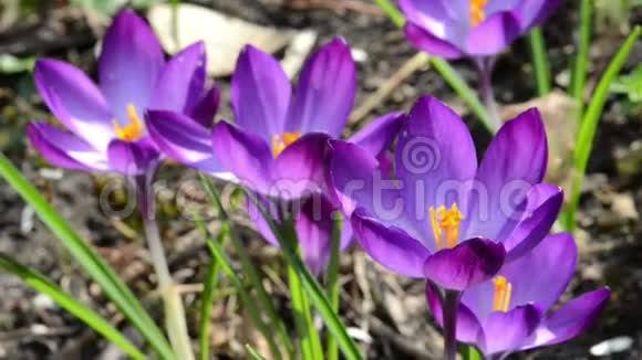 美妙的紫色鳄鱼花在春天开花视频的预览图
