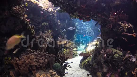 葡萄牙里斯本海洋馆的珊瑚鱼视频的预览图