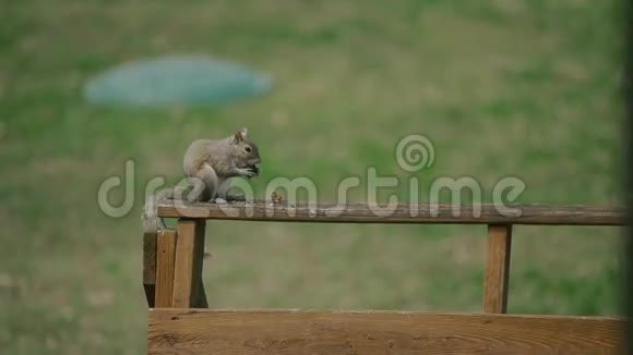 美国松鼠塔米阿斯基鲁斯胡德森尼坐在公园里吃东西视频的预览图