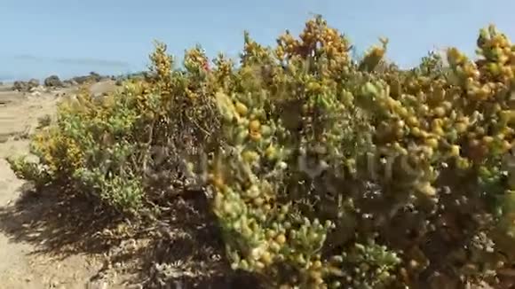 加那利群岛Fuerteventura托斯顿灯塔的景色靠近埃尔科蒂洛渔村2016年9月3日视频的预览图