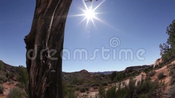 沙漠景观中的老树基地视频的预览图