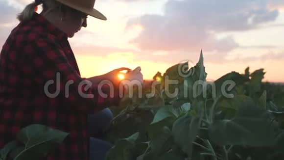 一个农民考虑在田里生长年轻的向日葵植物视频的预览图