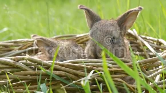夏天或春天两只每周刚出生的小可爱的毛茸茸的小兔子在绿草柳条篮子里视频的预览图