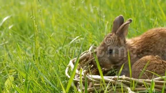 夏天或春天两只每周刚出生的小可爱的毛茸茸的小兔子在绿草柳条篮子里视频的预览图