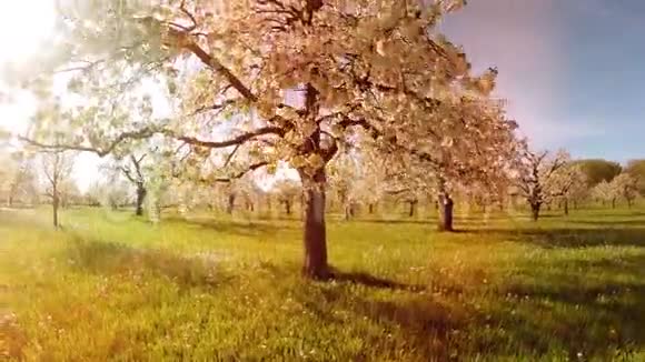 鸟瞰春天树木背景春天太阳耀光自然植物视频的预览图