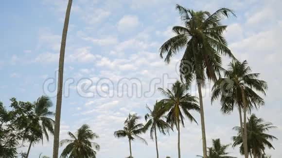 椰子棕榈树与白云对抗蓝天高清慢速运动泰国视频的预览图