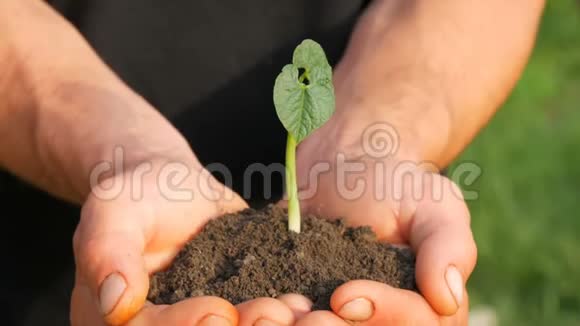 农夫们手牵着发芽的豆子的地上视频的预览图