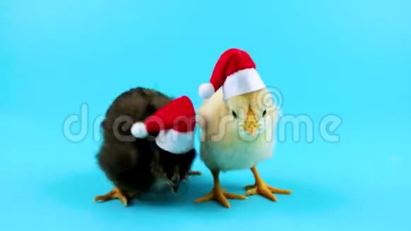 两个有趣的小公鸡其中一个试图拿走圣诞老人的帽子视频的预览图