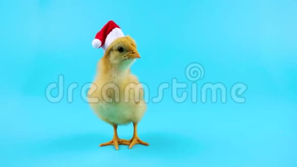 小公鸡圣诞老人帮手2017年新年概念视频的预览图