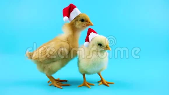 两个金色年轻公鸡其中一个张开嘴2017年新年概念视频的预览图