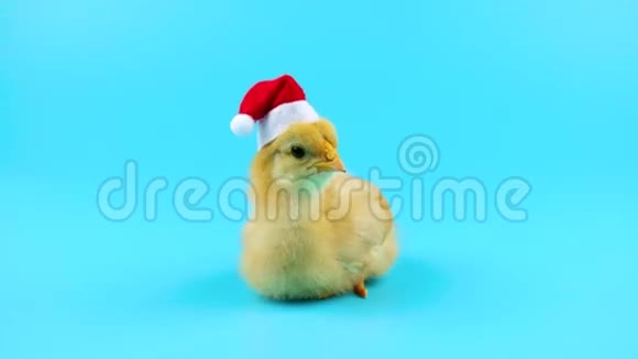 可爱的小公鸡坐着张开嘴2017年生肖象征视频的预览图