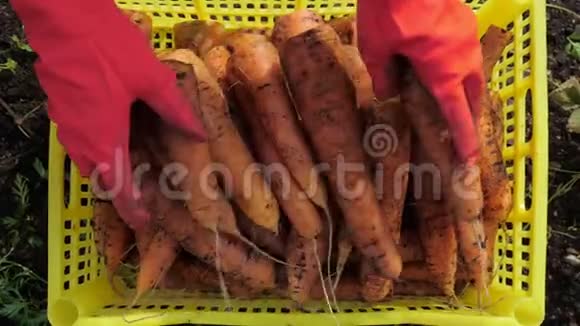 农民收割胡萝卜快关门视频的预览图