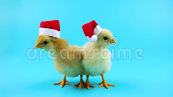 两个戴着红色圣诞老人帽子的漂亮年轻公鸡2017年新年理念视频的预览图