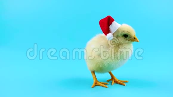 有趣的小公鸡张开嘴戴着圣诞老人的红色帽子视频的预览图