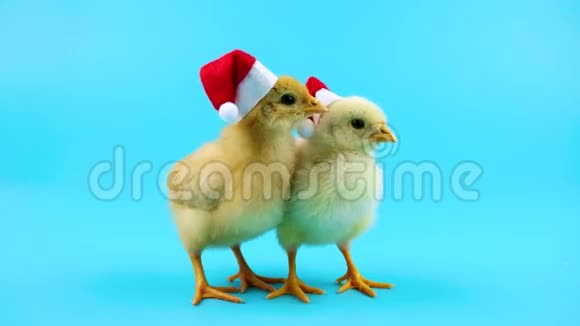 两个金色滑稽的年轻公鸡象征着即将到来的2017年新年视频的预览图