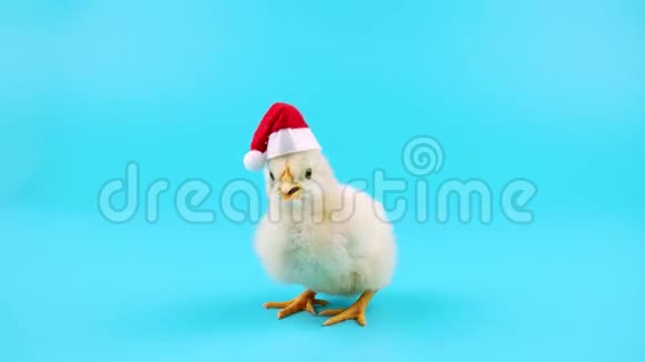圣诞老人帽子里可爱的小公鸡2017年的标志视频的预览图