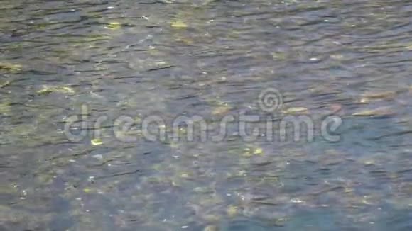 河水纯净的水面有阳光反射和海藻宁静的景色适合冥想视频的预览图