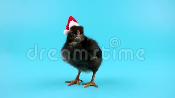 一只戴圣诞帽的黑色小公鸡2017年新年理念视频的预览图