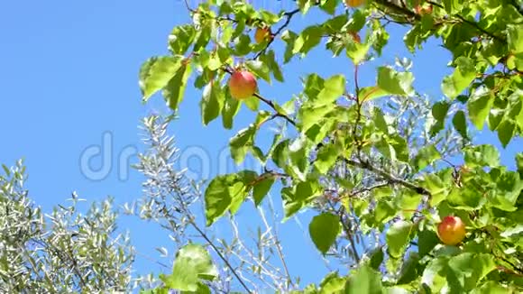 蓝蓝的天空挂在树枝上的杏果视频的预览图
