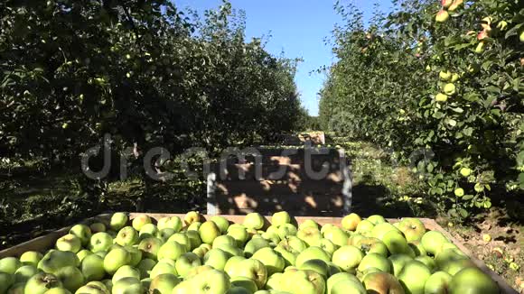 苹果树种植园和装满水果的木箱排着4K视频的预览图